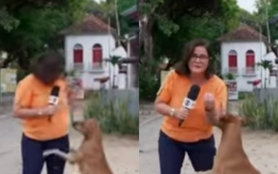 Cachorro caramelo chama atenção ao invadir reportagem da Globo: “Coisa linda”