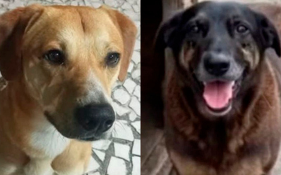 Cão Orelha: adolescentes suspeitos também teriam tentado afogar outro cachorro, diz delegado
