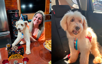 Cachorro entra na justiça contra ex-dona e ganha indenização de R$ 5 mil por maus-tratos
